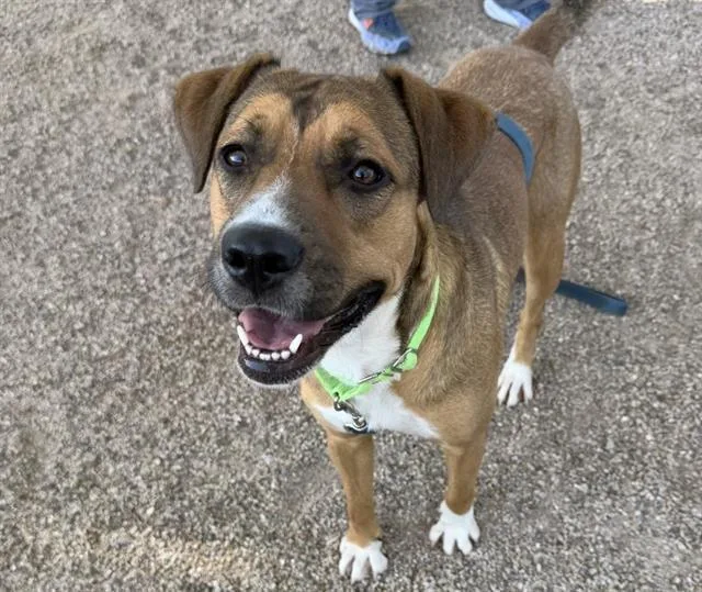 A young medium-sized female Labrador Retriever dog named Rose for adoption in Tucson, AZ