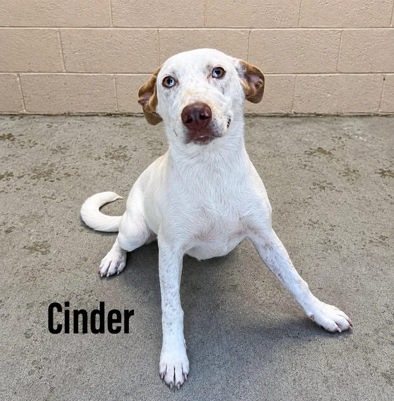 A baby medium-sized female Australian Cattle Dog / Blue Heeler dog named Cinder for adoption in Clearfield, KY