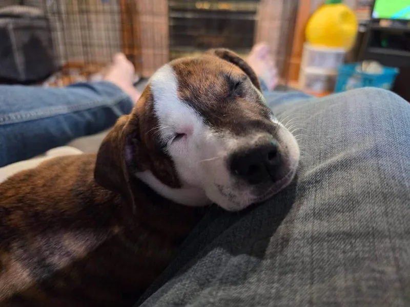 A baby medium-sized female Catahoula Leopard Dog dog named Teton Black for adoption in Charlotte, MI