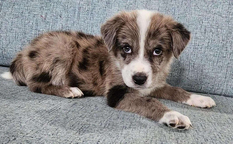 A baby medium-sized male Australian Shepherd dog named Nyx for adoption in Cottonwood, AZ