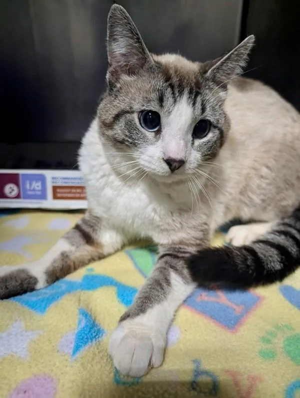 An adult large-sized male Domestic Short Hair cat named Tyler for adoption in Dallas, GA