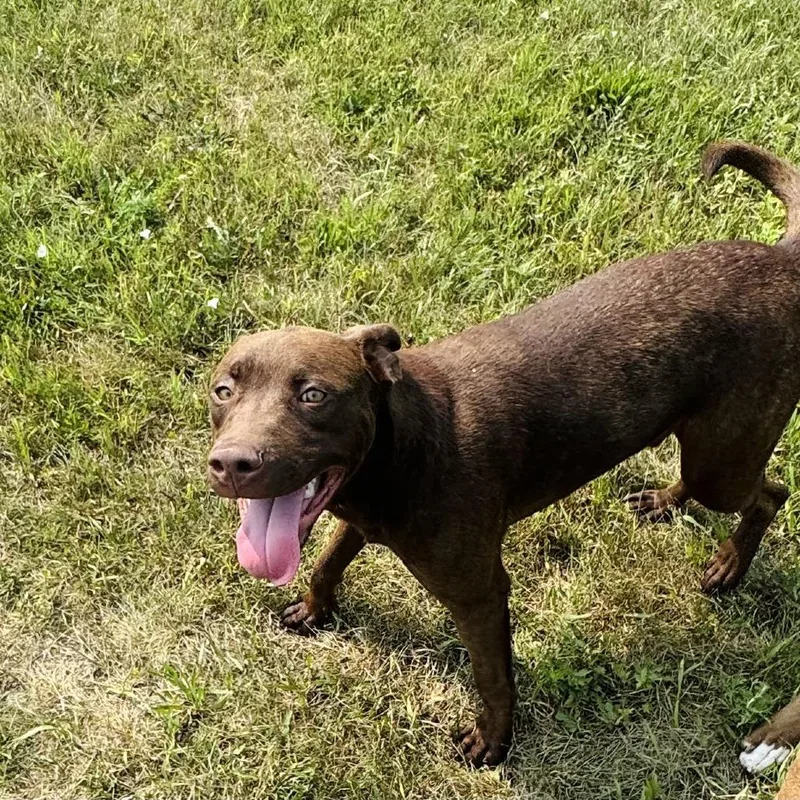 An adult medium-sized male Pit Bull Terrier dog named Bert for adoption in Rock Falls, IL