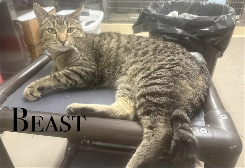 An adult medium-sized male Domestic Short Hair cat named Beast for adoption in Craig, CO