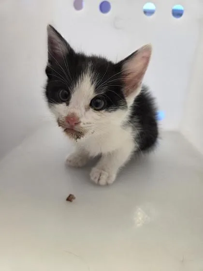 A baby small-sized male Black Domestic Long Hair cat named Finley for adoption in El Paso, TX