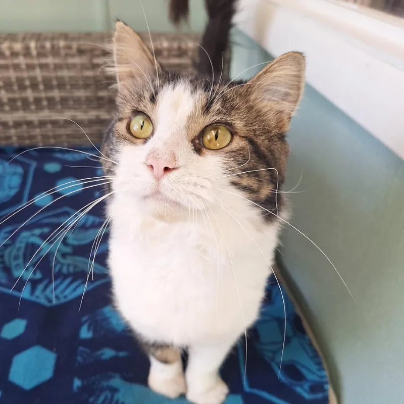An adult large-sized male Domestic Medium Hair cat named Porkchop for adoption in Attica, NY