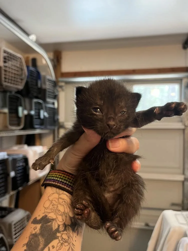 A baby medium-sized female Black Domestic Short Hair cat named Noodle for adoption in Emerald Isle, NC