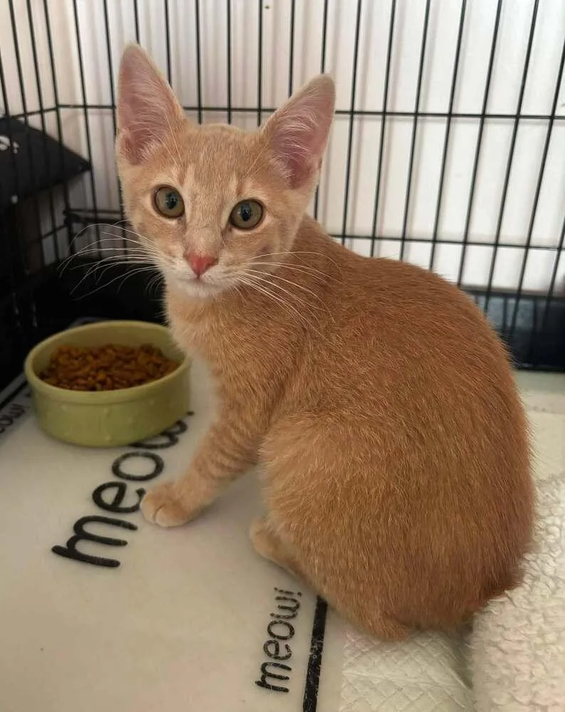 A baby small-sized male Tabby (Orange / Red) Domestic Short Hair cat named Ben for adoption in Breinigsville, PA
