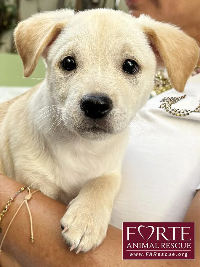 A baby medium-sized male Yellow / Tan / Blond / Fawn Labrador Retriever dog named Woody for adoption in Marina Del Rey, CA