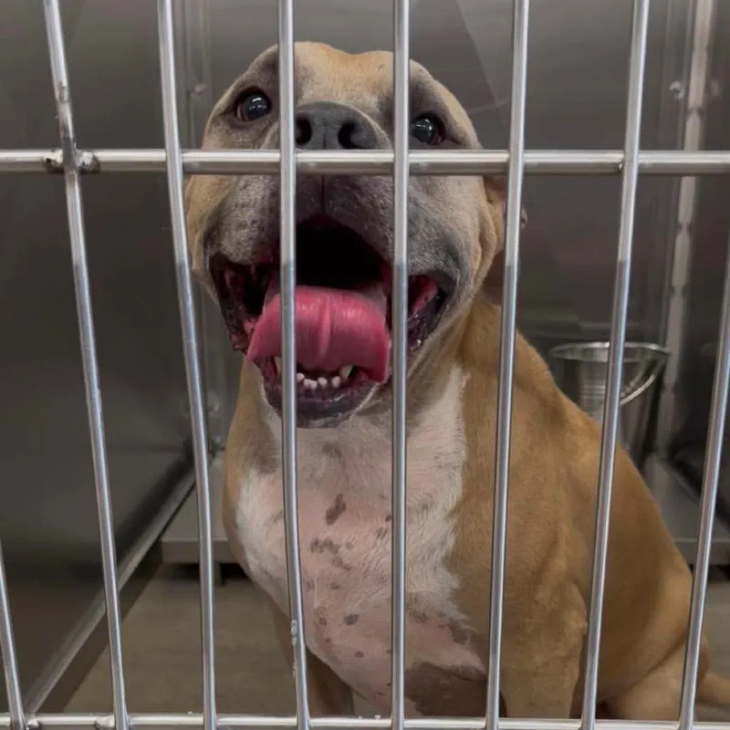 An adult medium-sized female Yellow / Tan / Blond / Fawn Mixed Breed dog named Tulip for adoption in Columbus, GA
