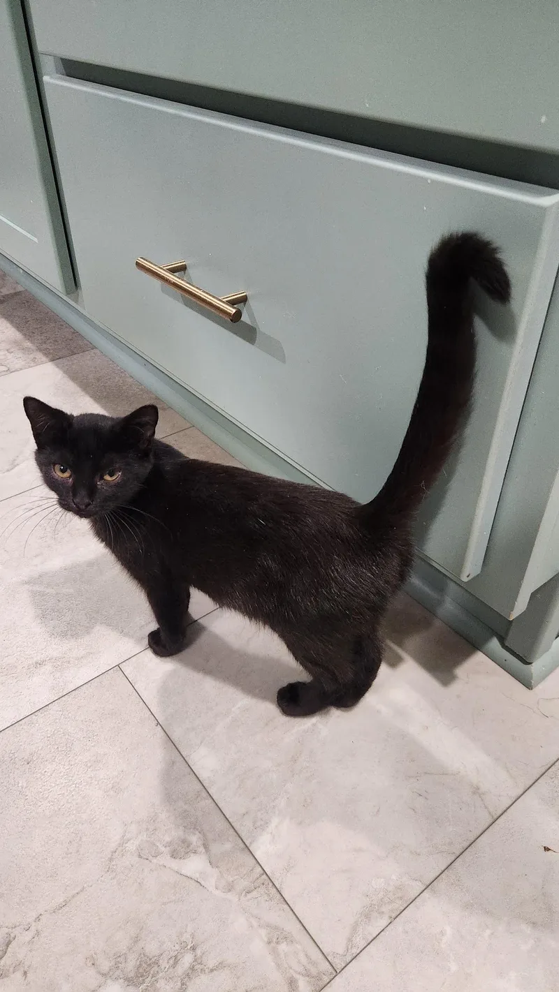 A young medium-sized female American Shorthair cat named Sable for adoption in Roanoke, AL