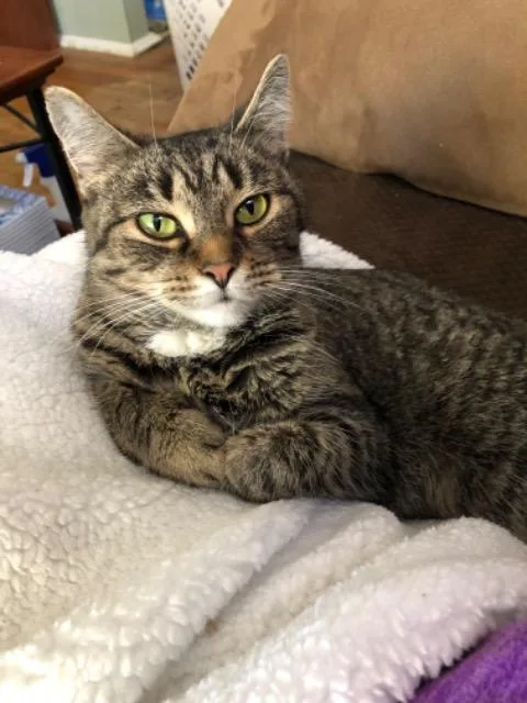 An adult medium-sized female Domestic Short Hair cat named Eugenie for adoption in Cincinnati, OH