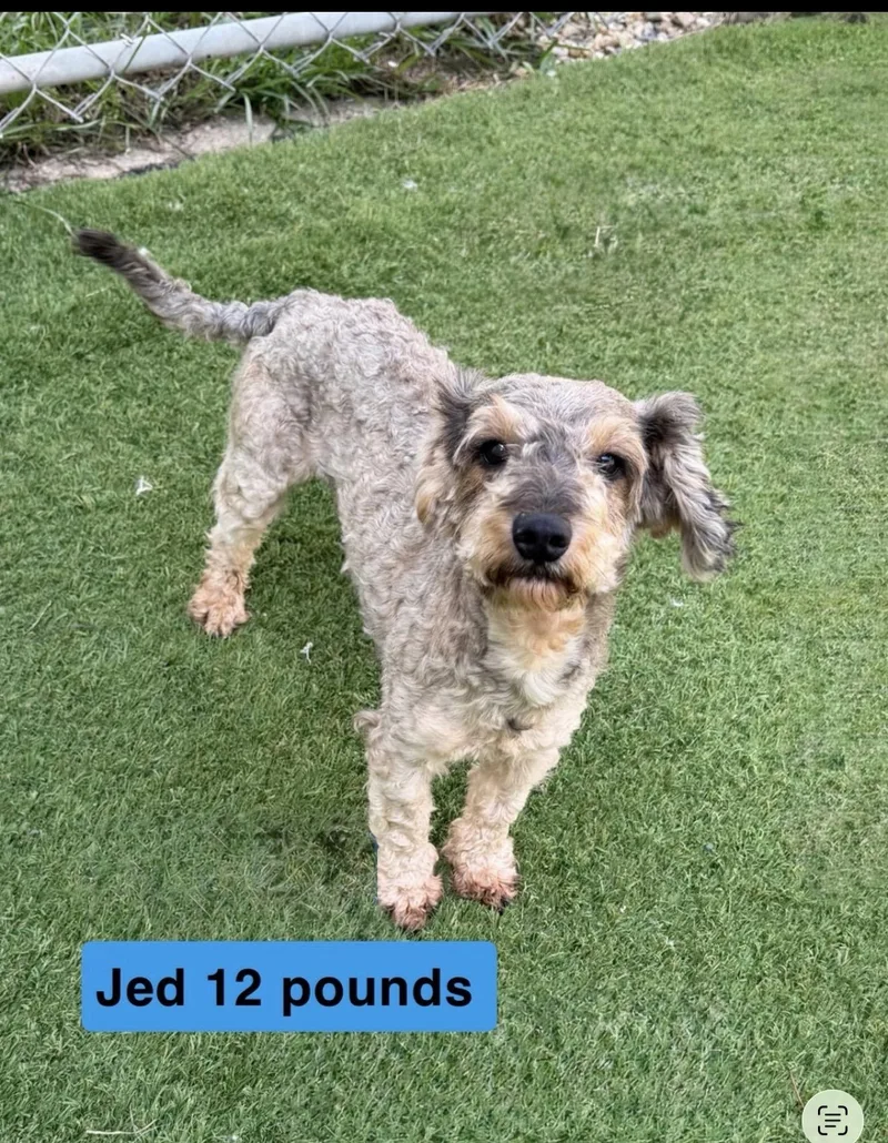 A young small-sized male Gray / Blue / Silver Yorkie Poo dog named Jed for adoption in Semmes, AL