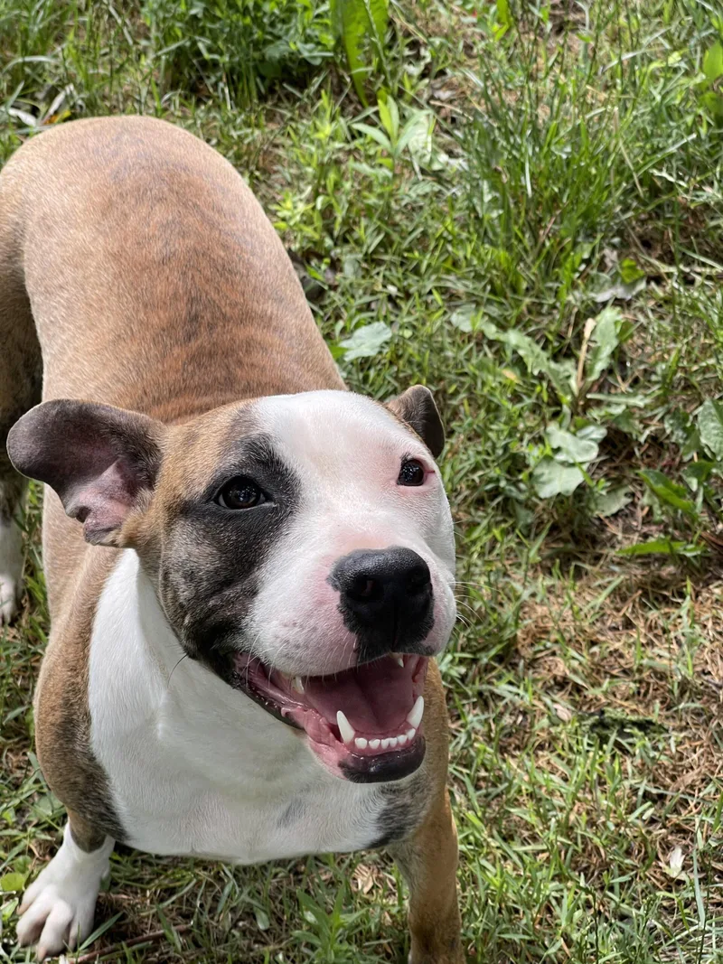 Sadie thumbnail 2