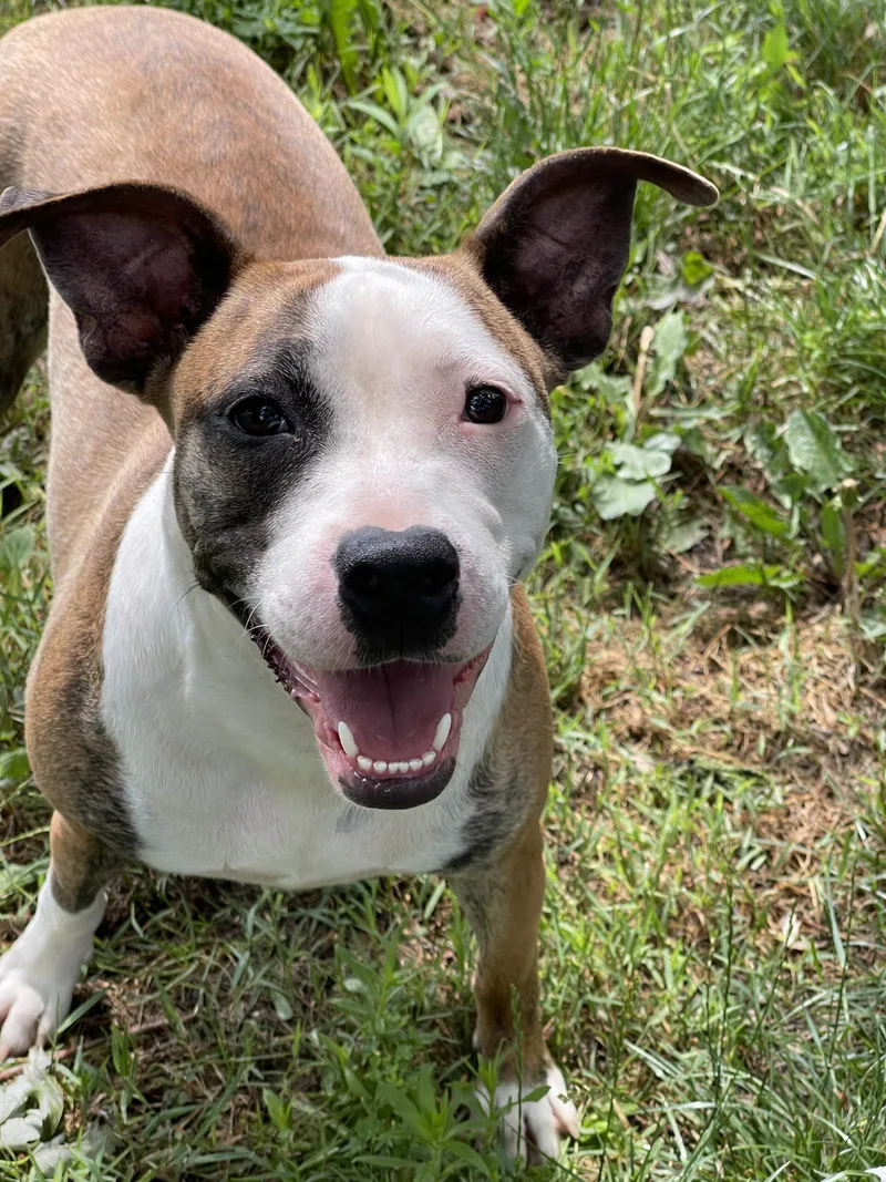 Sadie thumbnail 4