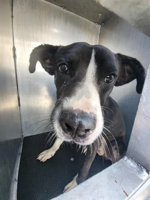 A young medium-sized male Terrier dog named Lenny for adoption in San Antonio, TX