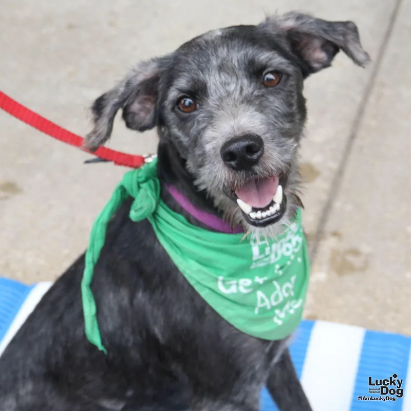 A young small-sized male Schnauzer dog named Frisch for adoption in Washington, DC