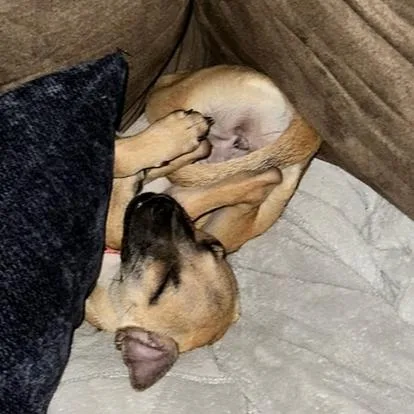 A baby medium-sized female Yellow / Tan / Blond / Fawn Mixed Breed dog named Penelope for adoption in Hopkinton, MA