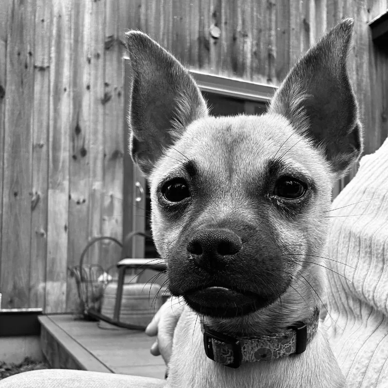 Penelope thumbnail 2