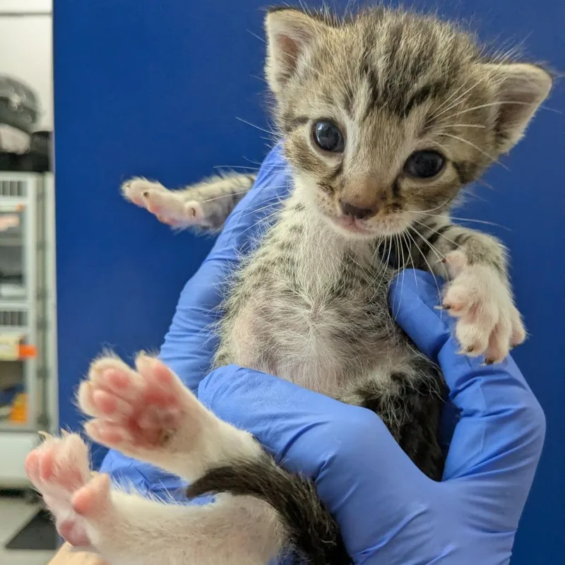 A baby small-sized male Brown / Chocolate Domestic Short Hair cat named Anton Ego for adoption in Long Beach, CA