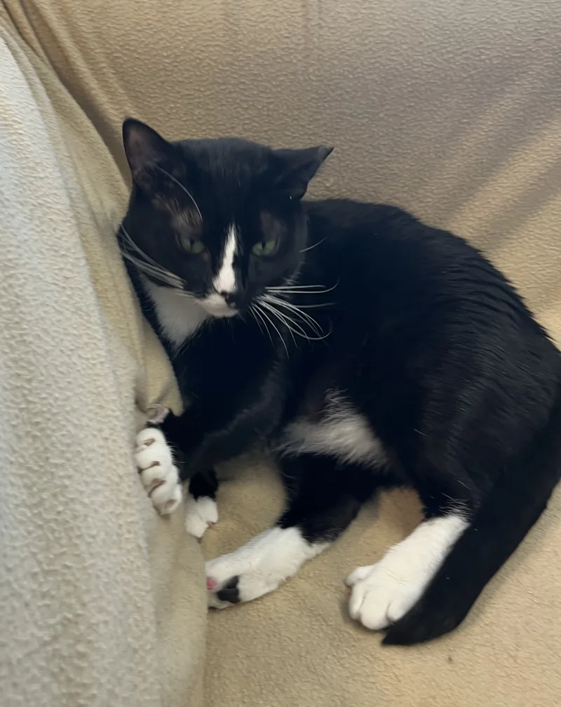 Periwinkle thumbnail 2