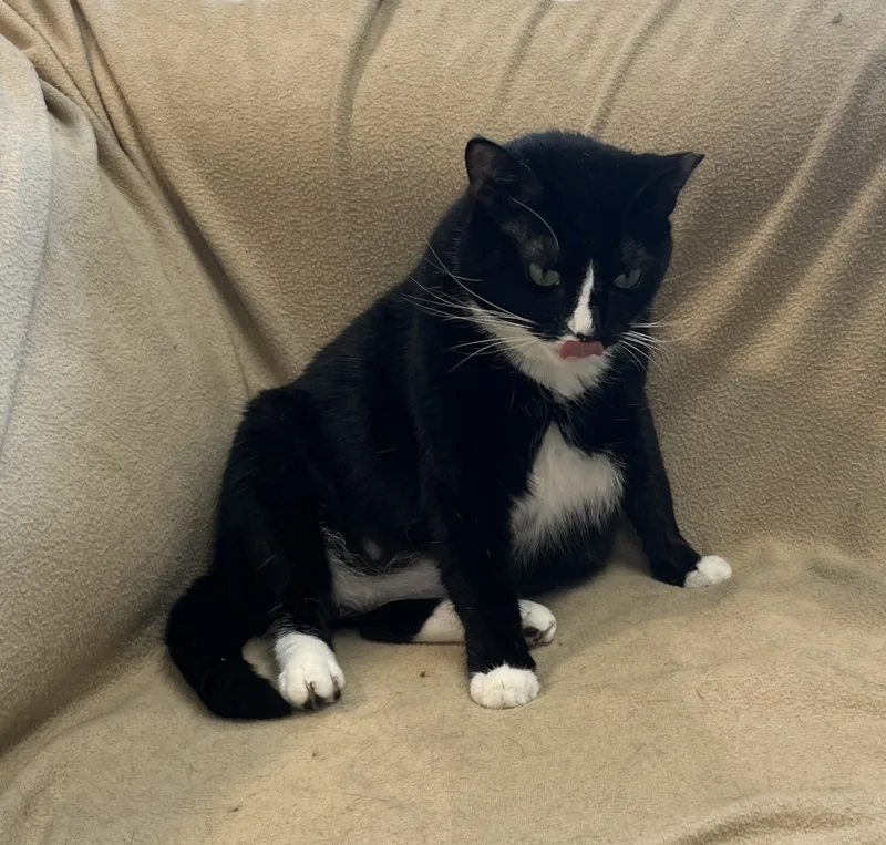 Periwinkle thumbnail 3