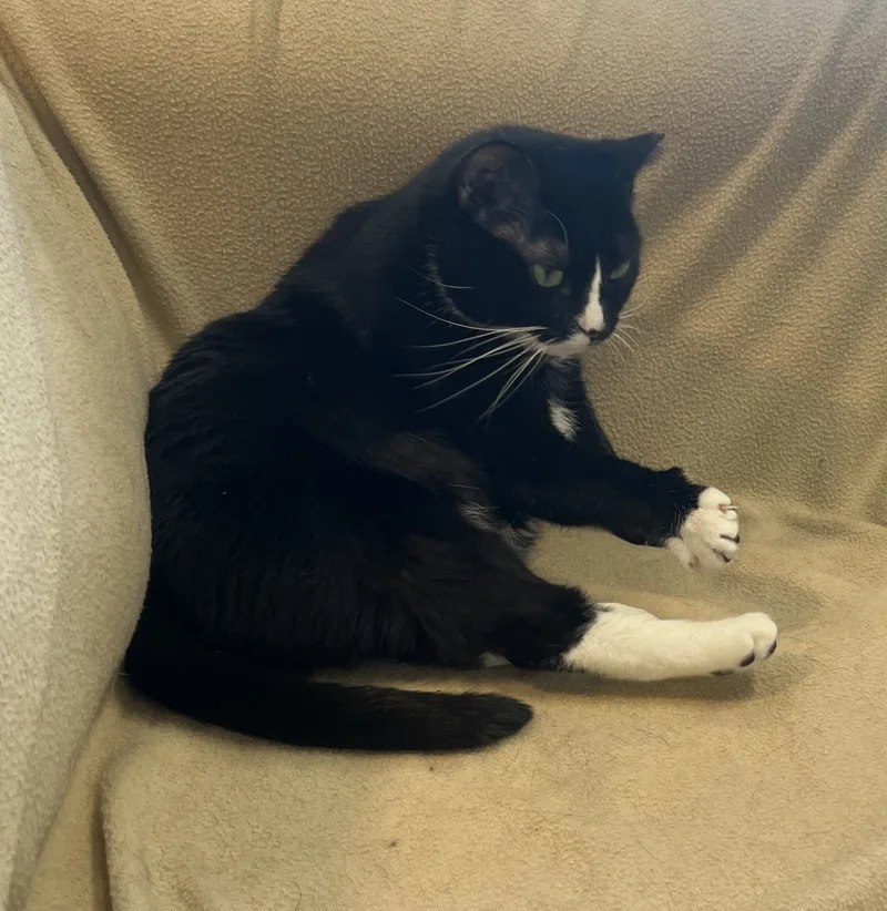 Periwinkle thumbnail 4