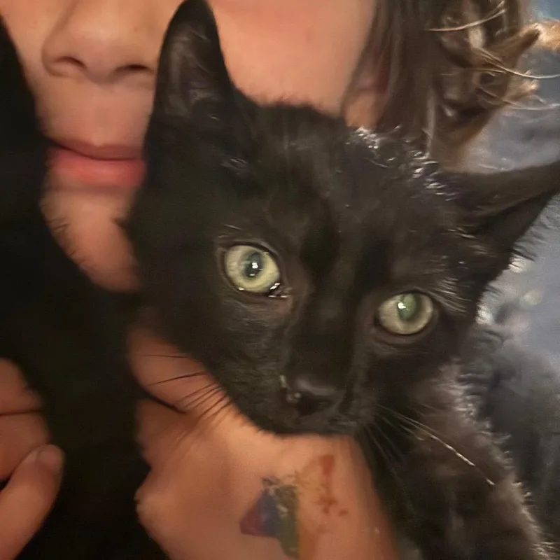 A baby small-sized male Black Domestic Short Hair cat named Obsidian for adoption in Ringtown, PA