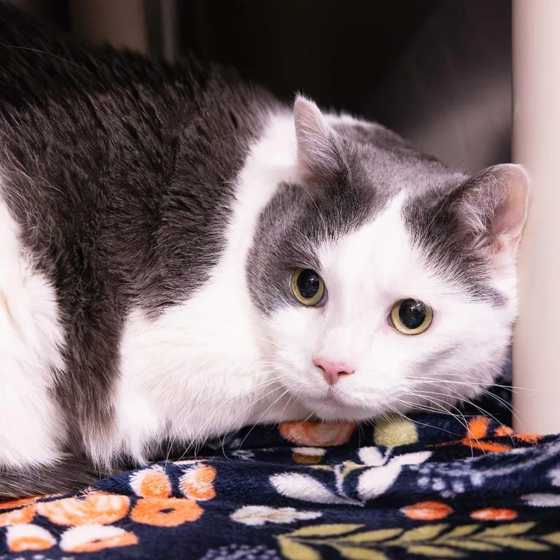 A senior extra large-sized male White Domestic Short Hair cat named Jerry for adoption in Mentor, OH