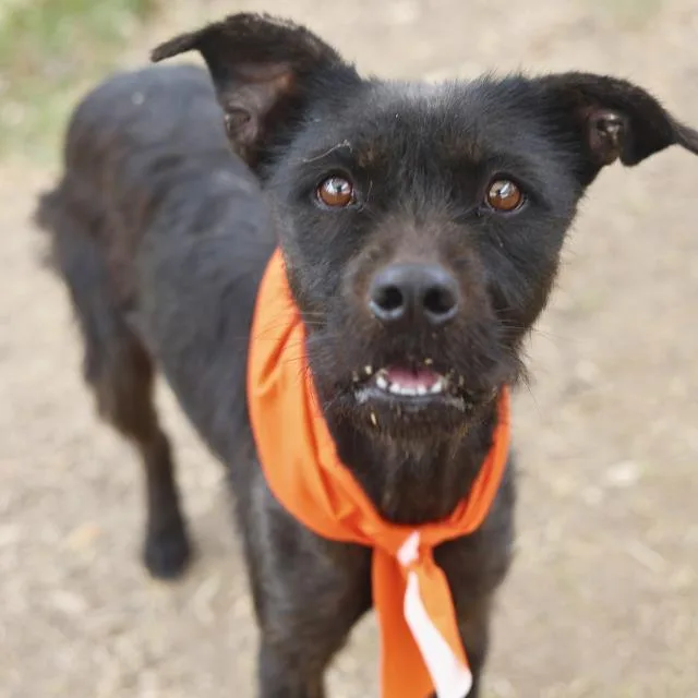A young medium-sized female Terrier dog named Dolly for adoption in San Antonio, TX
