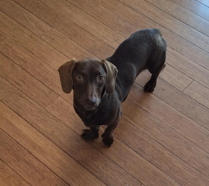 An adult small-sized female Dachshund dog named Bonnie for adoption in Monona, WI