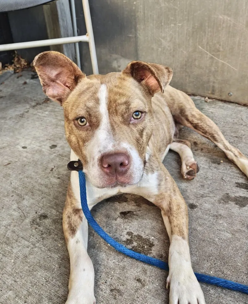 An adult medium-sized male Brindle Pit Bull Terrier dog named Radley for adoption in Chicago, IL