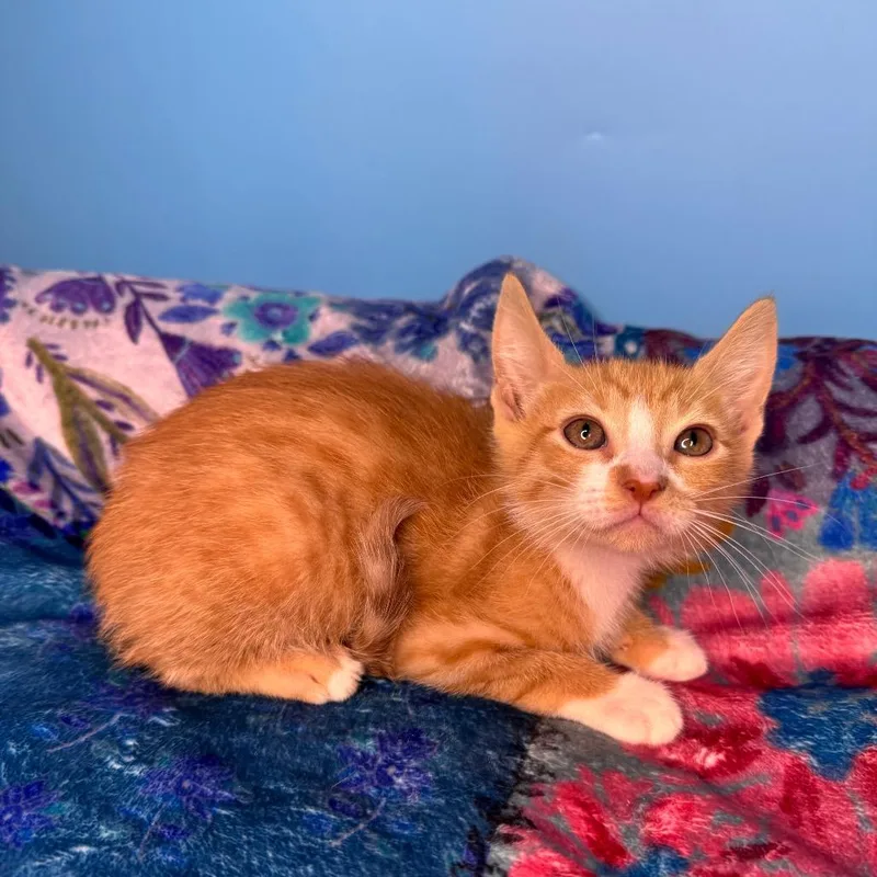 A baby small-sized male Orange / Red Domestic Short Hair cat named Taylor Paramore for adoption in San Antonio, TX