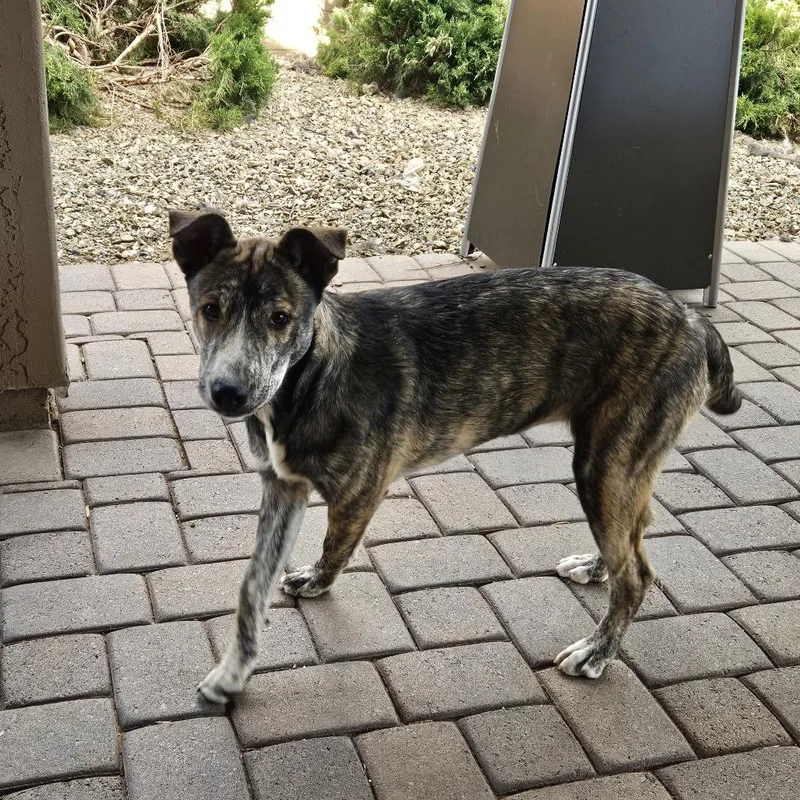 A young medium-sized female Brindle Pit Bull Terrier dog named Charlotte for adoption in Prescott, AZ