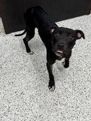 A baby medium-sized male Mixed Breed dog named Mamdani for adoption in Atlanta, GA