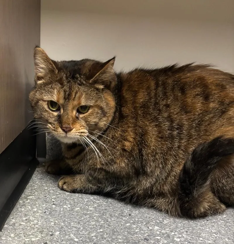 An adult small-sized female Domestic Short Hair cat named Regina for adoption in Greenfield, IN