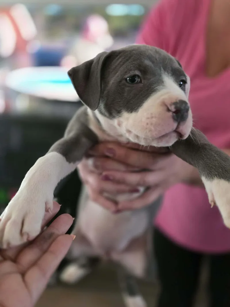 A baby small-sized female Pit Bull Terrier dog named Emily for adoption in merrillville, IN