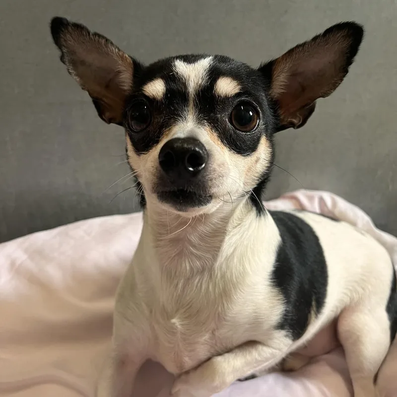 Clifford thumbnail 2