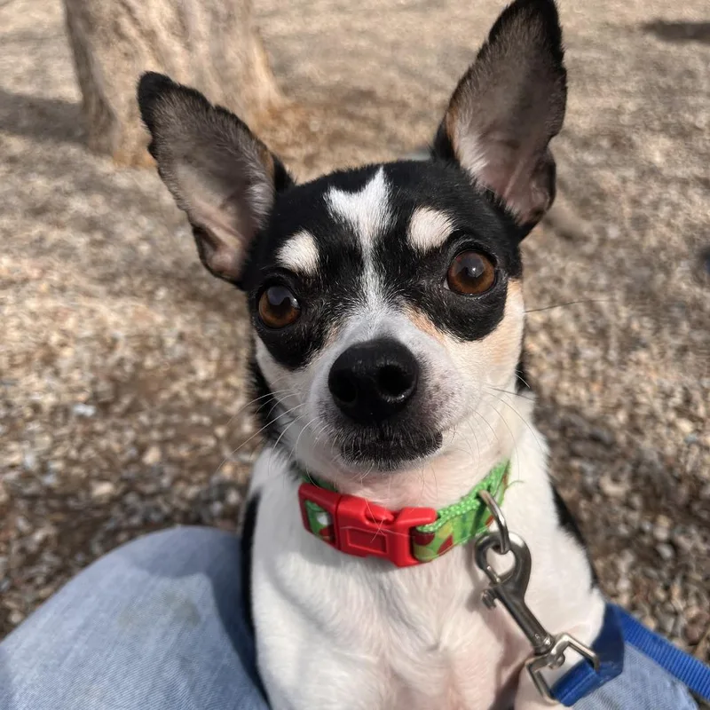 Clifford thumbnail 3