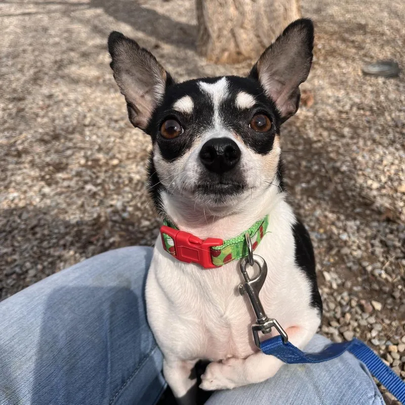 Clifford thumbnail 4