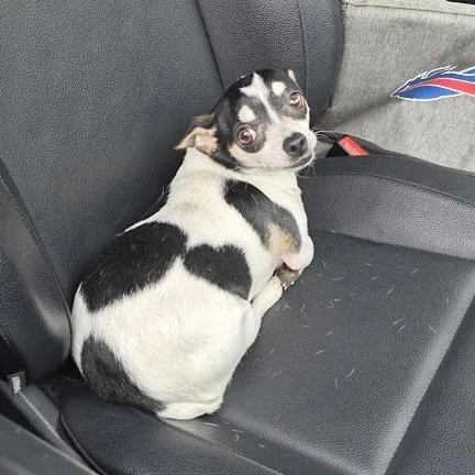 Clifford thumbnail 5