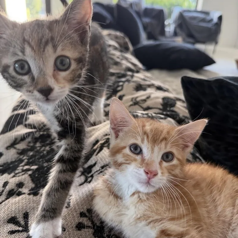 Mandy And Tango thumbnail 2