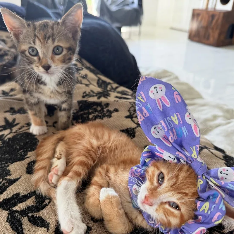 Mandy And Tango thumbnail 3