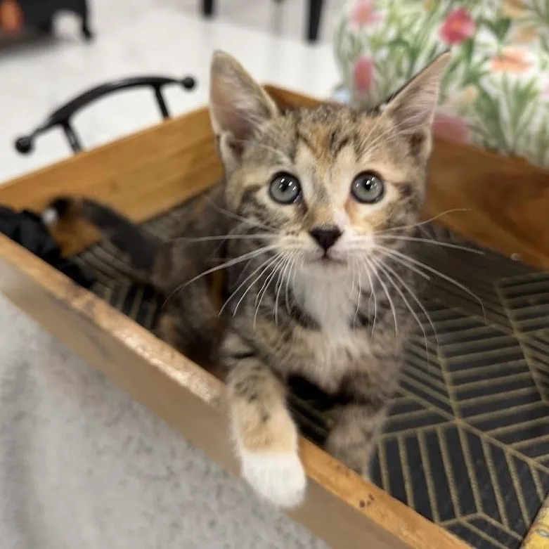 Mandy And Tango thumbnail 4