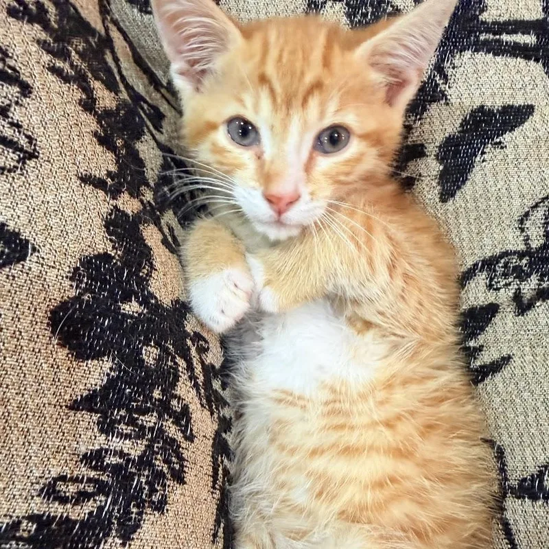 Mandy And Tango thumbnail 5