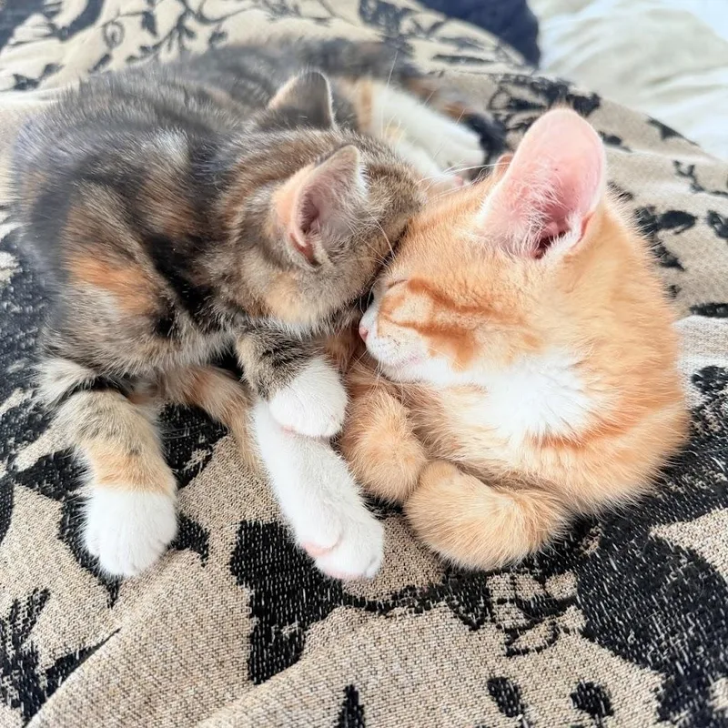 Mandy And Tango thumbnail 6