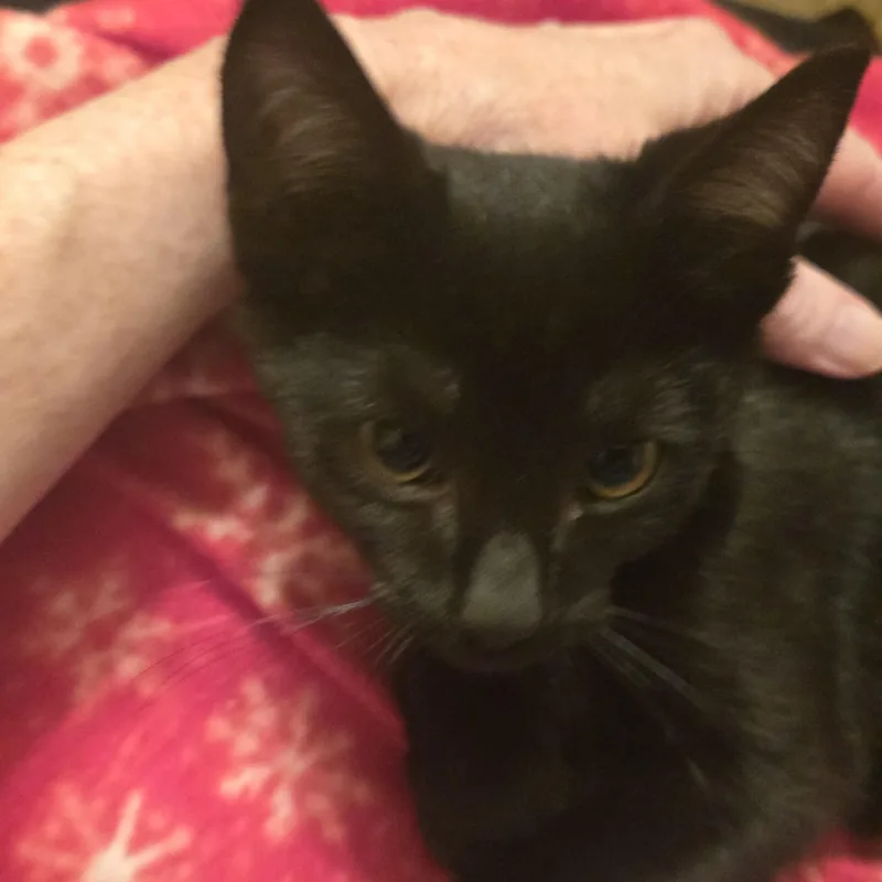 Kingsley thumbnail 2