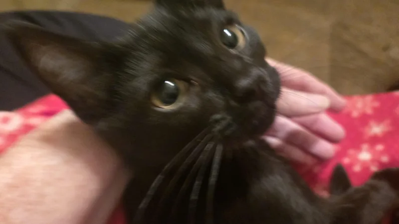 Kingsley thumbnail 3