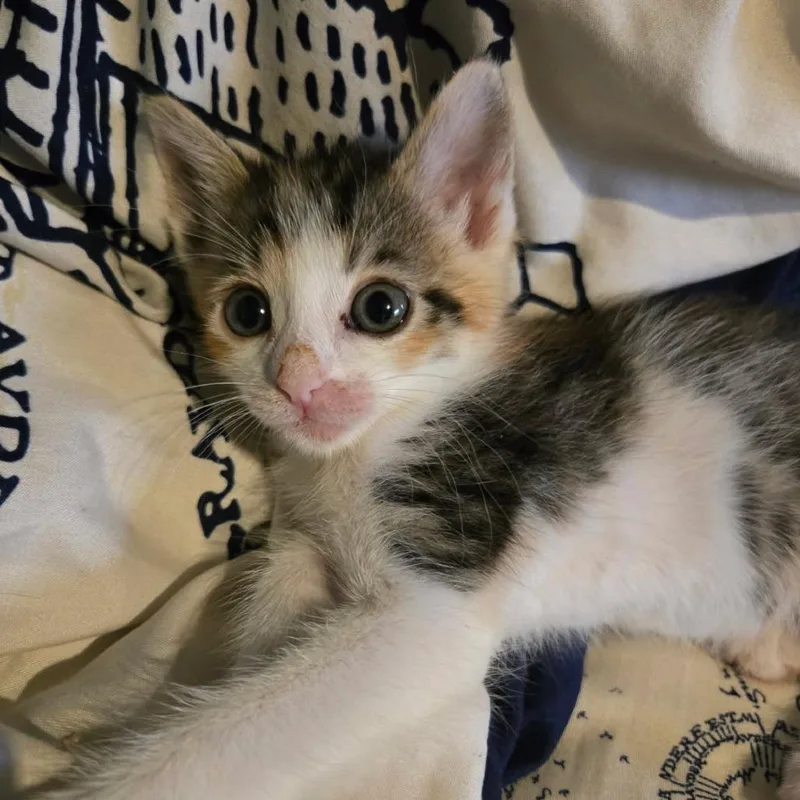 A baby small-sized female Calico Domestic Short Hair cat named Suki for adoption in Houston, TX