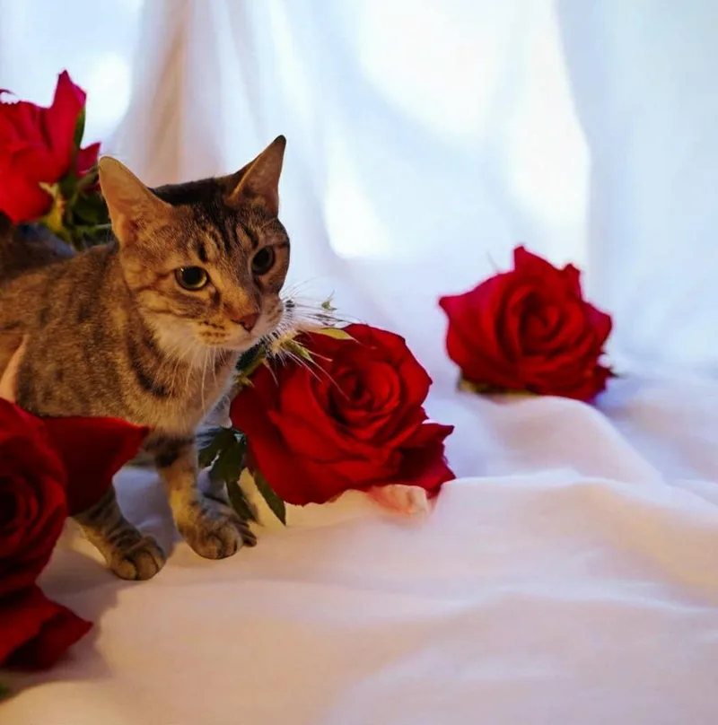 Lady Bug thumbnail 2