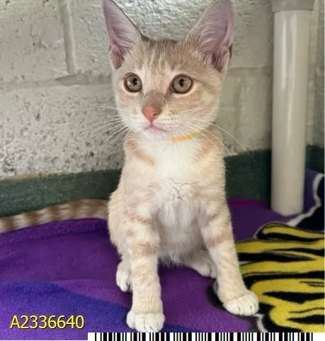 A baby small-sized male Domestic Short Hair cat named Spongebob for adoption in West Palm Beach, FL